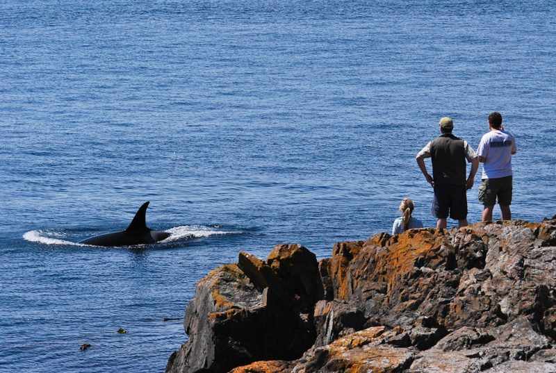 The Best West Coast Spots for Whale-Watching