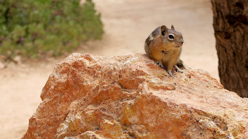 Chipmunk Bryce Canyon National Park